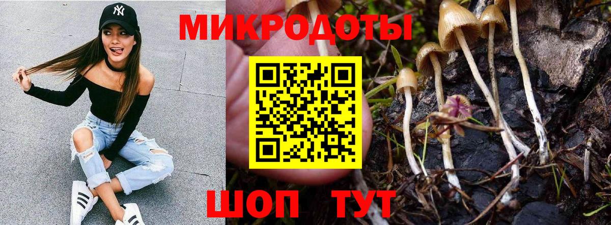 Галлюциногенные грибы Psilocybe Сертолово